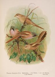 His Eye Is on the Sparrow
