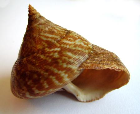 Concholoog Persoon Lijst 